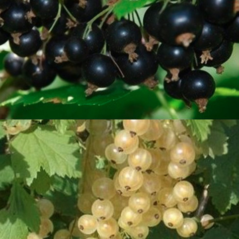 Duo porzeczka biało-czarna na pniu Plant Pack