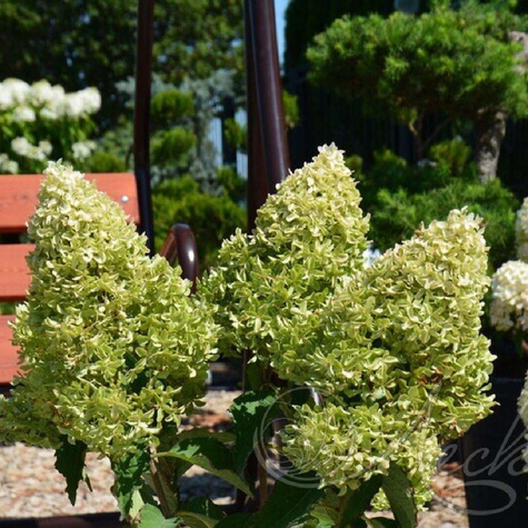 Hortensja bukietowa Lime Sparkle (C2)