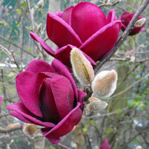 Magnolia Genie (C2)