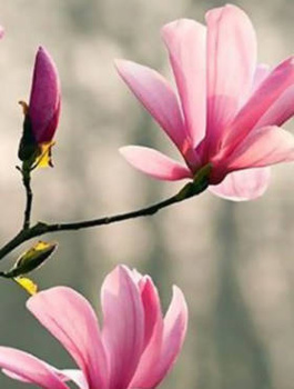 Magnolia Galaxy (C2)