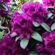 Rododendron Kali (C2)