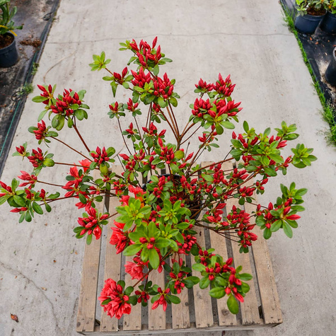 Azalia japońska Signalgluhen (C2)