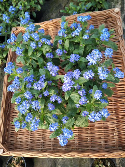 Niezapominajka niebieska sadzonka w doniczce