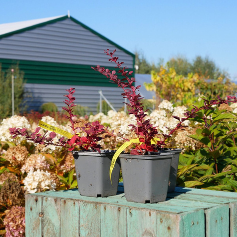Berberys thunberga Rosetta (C2)