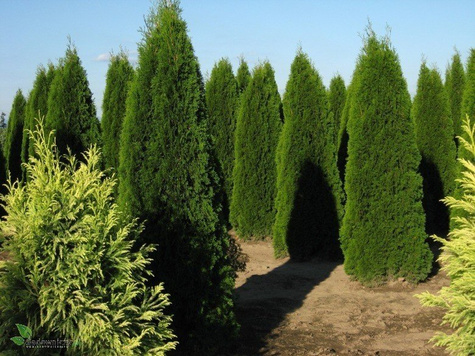 Tuja Thuja Smaragd Żywotnik zachodni 110-125cm w doniczce