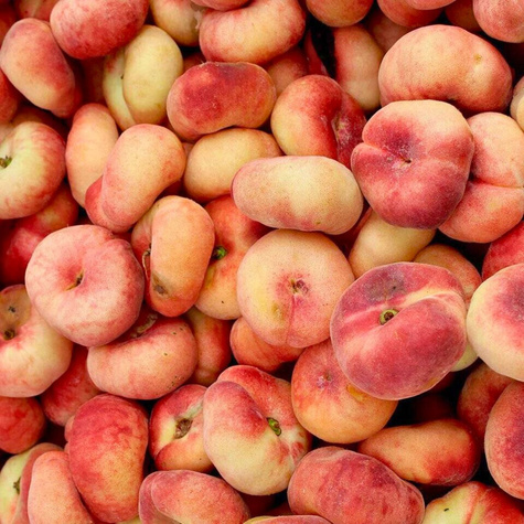 Brzoskwinia płaskowowocowa Paraguayo UFO w doniczce