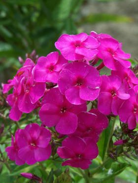 Płomyk wiechowaty Floks różowy