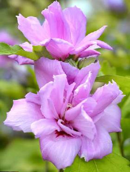 Ketmia syryjska Hibiskus Ardens (P9)