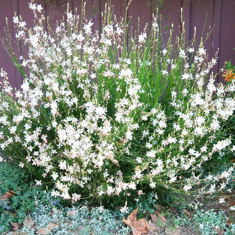 Gaura Giggles White (C2)