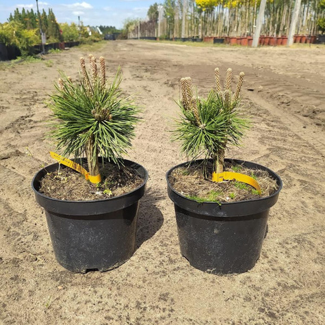 Sosna górska kosodrzewina Atom szczepiona NP