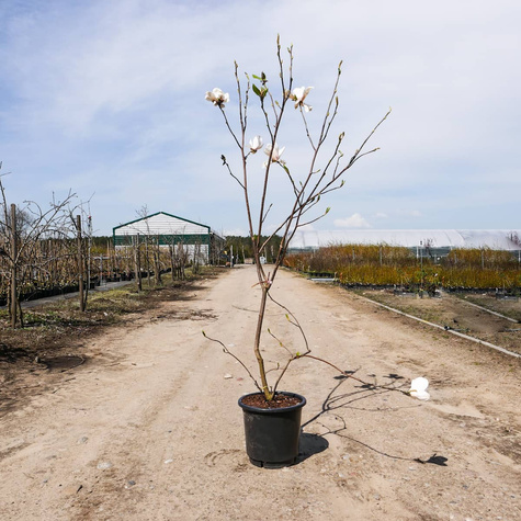 Magnolia Soulange'a Picture