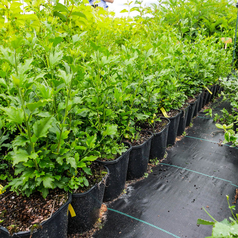 Ketmia syryjska Maike (C2)