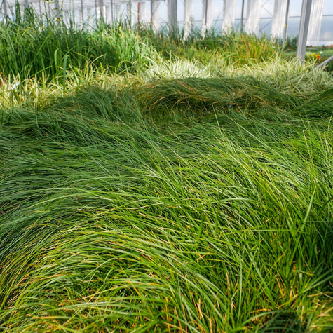 Turzyca piaskowa (C2)