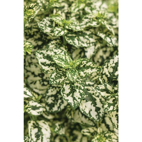 Niedośpian Hippo White zielono-biały