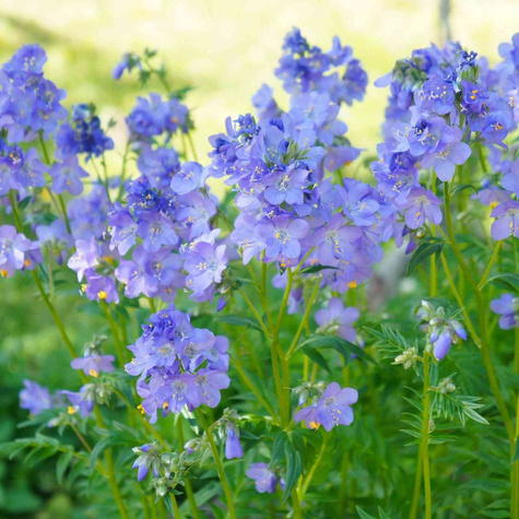 Wielosił błękitny Polemonium caeruleum