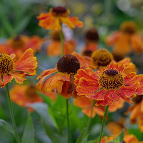 Dzielżan ogrodowy Mardi Gras