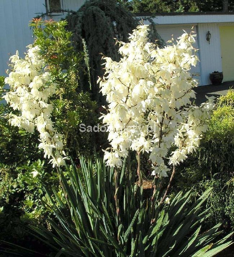 Yucca Filamentosa Juka Karolińska