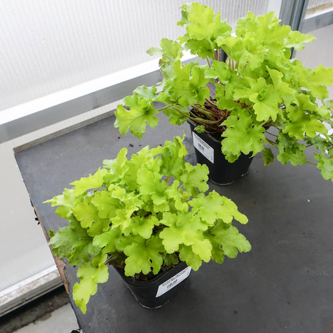 Żurawka ogrodowa Lime Marmalade (C2)