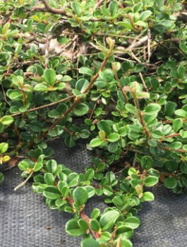 Irga Buxi Folia NANA