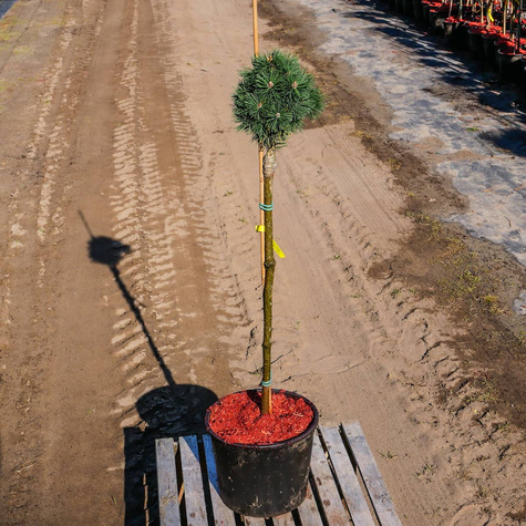 Sosna pospolita Fastigiata szczepiona na pniu Pa60 cm