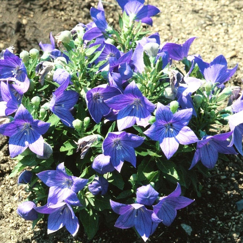 Rozwar wielkokwiatowy Mariesii (C2)