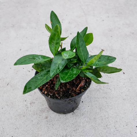 Laurowiśnia wschodnia Cherry Brandy (C2)