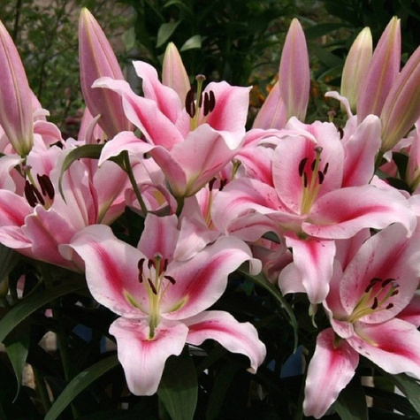 Lilia Frontera różowa