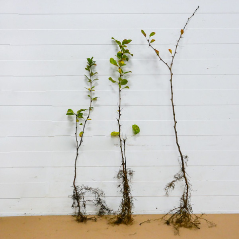 Berberys Zwyczajny Na Żywopłot PREMIUM SADZONKI Plant Pack