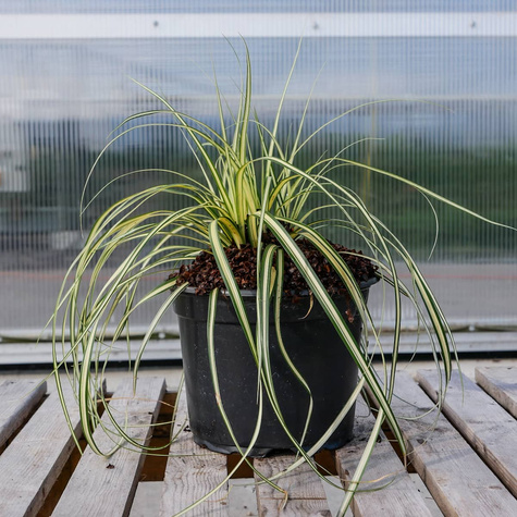 Turzyca oszimska Evergold (C2)