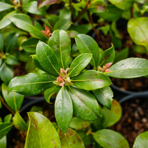 Kalmia szerokolistna Zebulon (C2)