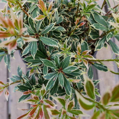 Pieris japoński Flaming Silver (P9)