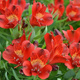 Alstremeria ogrodowa Doba (C2)