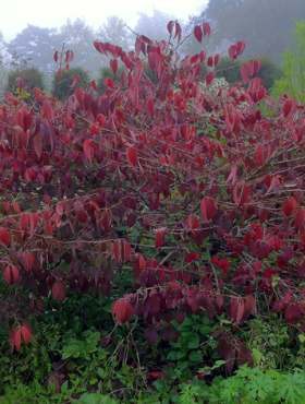 Kalina japońska 'Summer Snowflake'