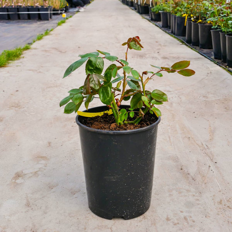 Róża wielkokwiatowa Burgund BORDOWA (C2)