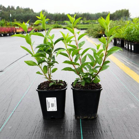 Forsycja pośrednia 'Tharandt'