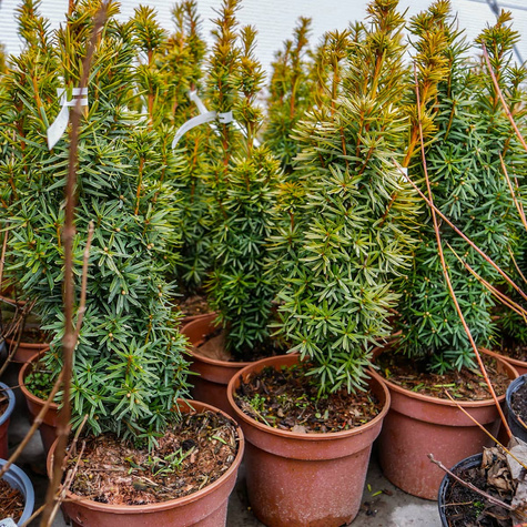 Cis pospolity Summergold