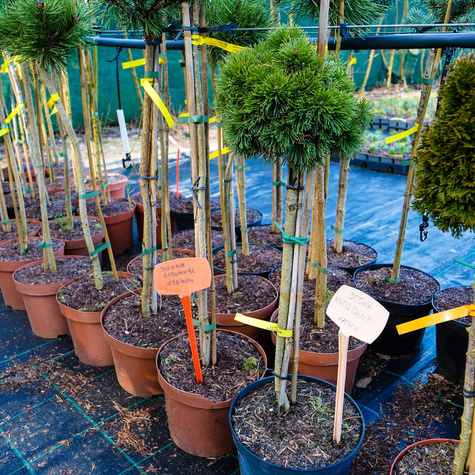 Sosna kosodrzewina Hvozdany Pa 50