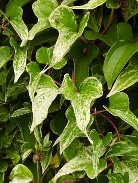 Pochrzyn chiński Variegata