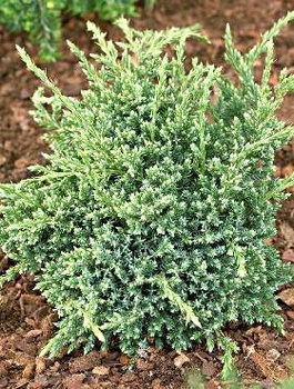 Jałowiec łuskowaty Holger (C2)