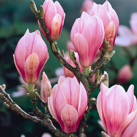 Magnolia Soulange'a Satisfaction (C2)