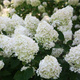 Hortensja bukietowa Rastede (P9)
