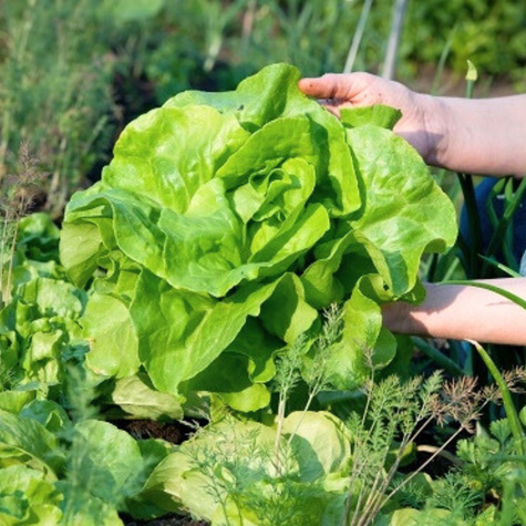 Sałata masłowa Królowa Majowych wiosenna Bio 0,5g