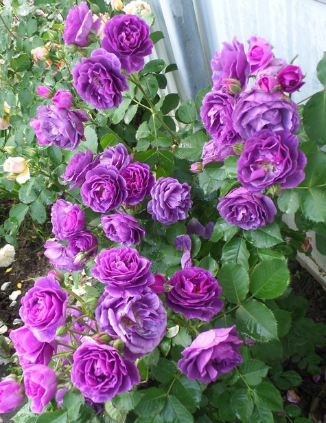 Róża rabatowa fioletowa pojemnik