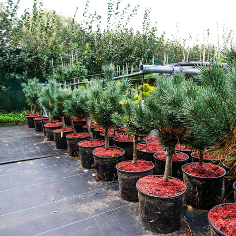 Sosna zwyczajna Watereri