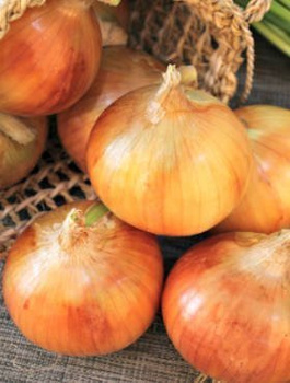 Cebula żółta Ławica późna 100g