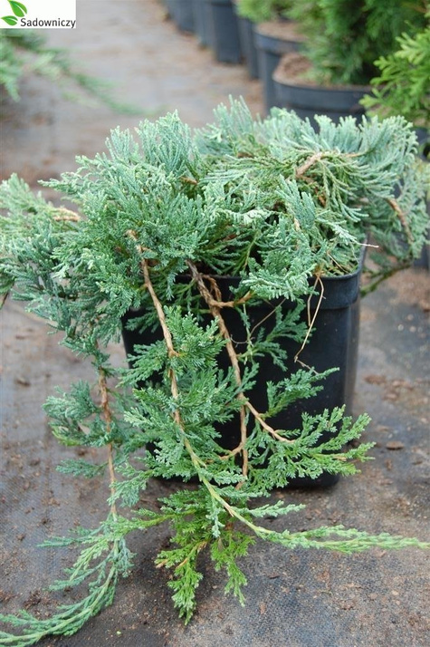 Jałowiec płożący Wiltonii (C2)