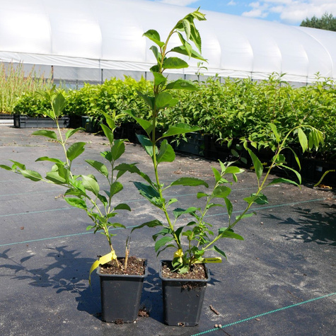 Forsycja pośrednia Liliane (P9)