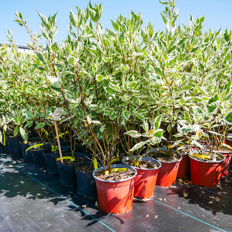 Dereń biały Elegantissima (C2)