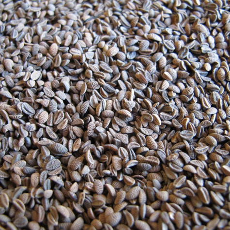 Facelia błękitna cena za 0,5 kg