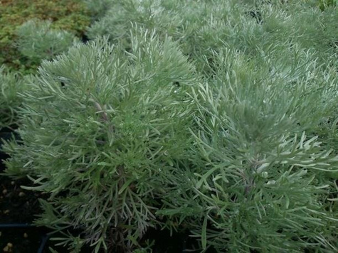 Bylica Schmidta Silver Mound (C2)